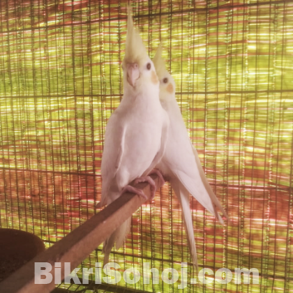 লুটিনো ককাটেল (ফিমেল)